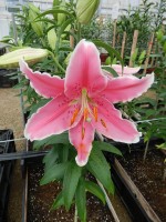 [4374 Pink Saffire GA No02.JPG]